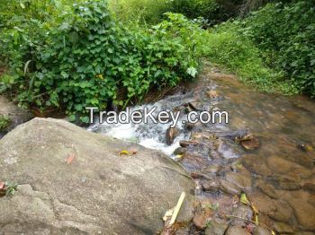 Cocoa and Coffee Beans from farmers cooperative in Cameroon