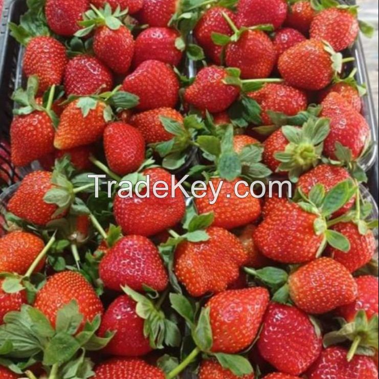 Quality Fresh Berries Fast Shipping high Quality Berries