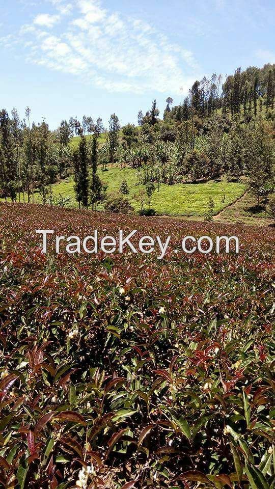 Kenyan Black Orthodox Tea