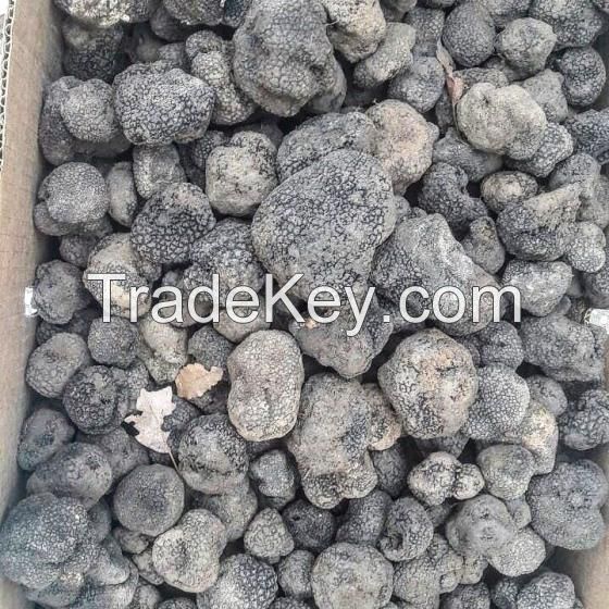 Black and White Fresh Summer French and Italian Truffle Mushrooms for Wholesale