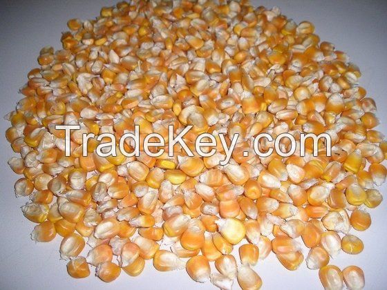 Premium Quality Yellow Corn Maize For Export in Bulk Quantities