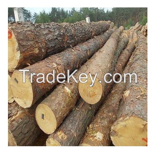 Pine round logs / pine wood / Pine wood price 