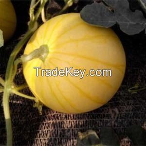 Yellow Peel red flesh seedless hybrid Watermelon Seeds for growing-Golden Seedless  3 buyers