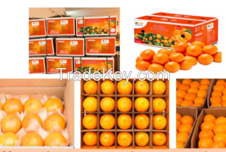  Fresh fruit delicious oranges for sale Fresh Navel Orange
