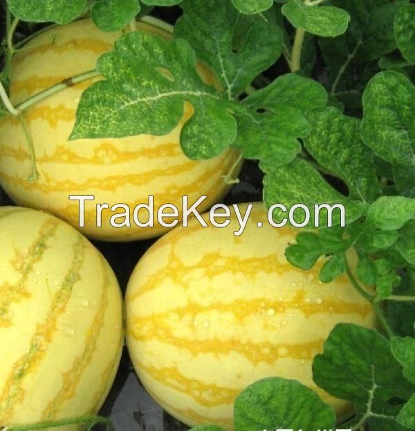 Yellow Peel red flesh seedless hybrid Watermelon Seeds for growing-Golden Seedless  3 buyers