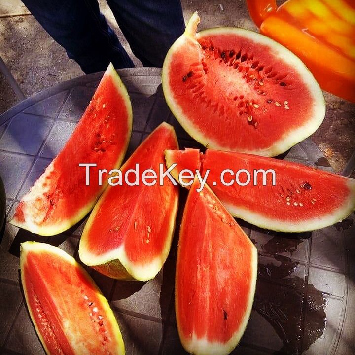 Wholesale Fresh Watermelon / Fresh Watermelon For Sale / Bulk Fresh Fruit Watermelon 