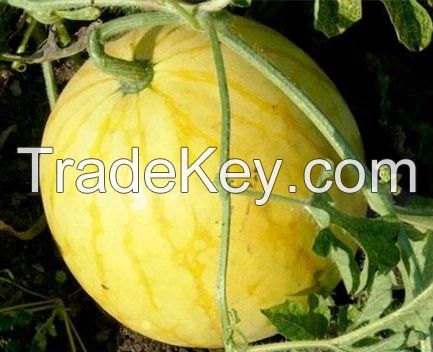 Yellow Peel red flesh seedless hybrid Watermelon Seeds for growing-Golden Seedless  3 buyers