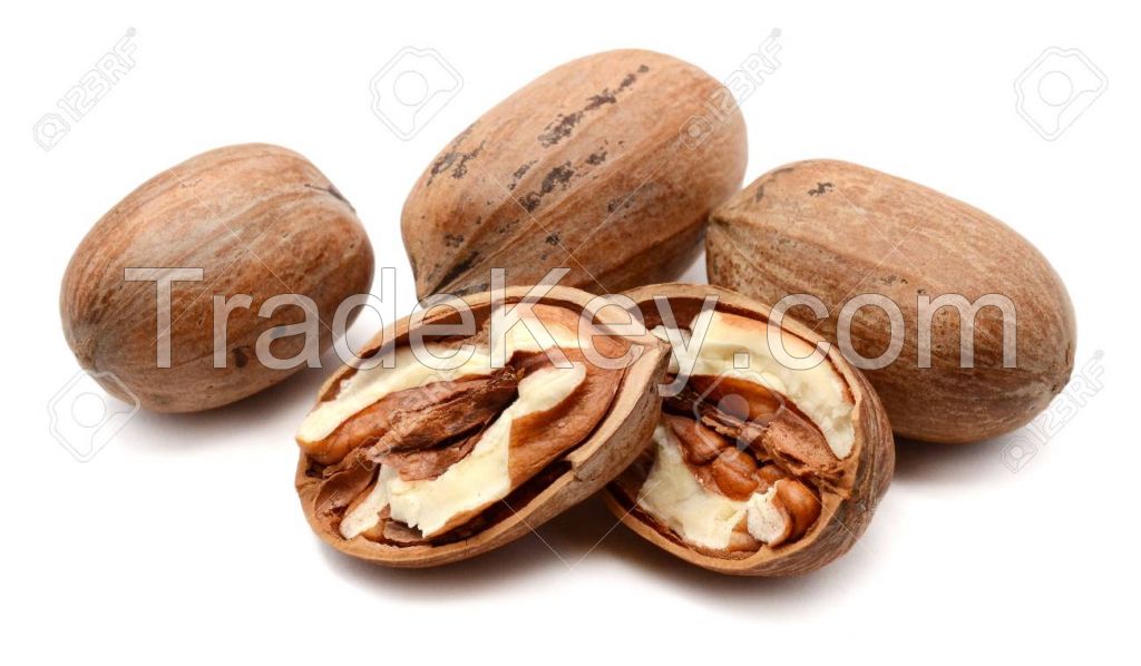 pecan nut 