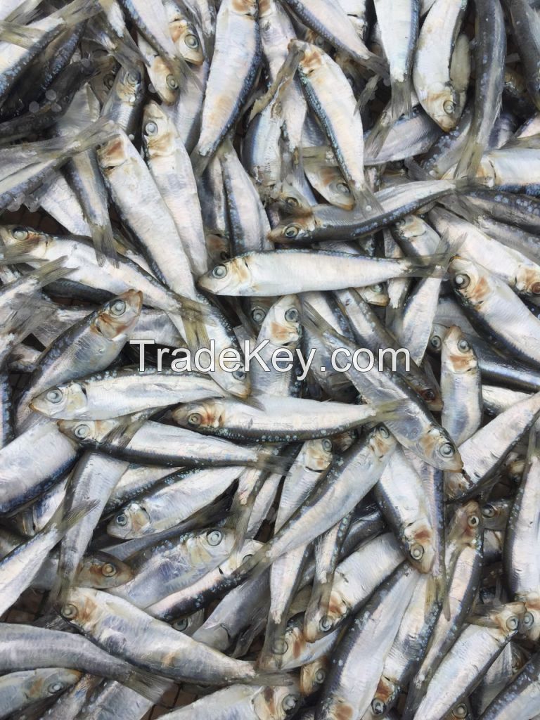 Dried Sardine by sunshine