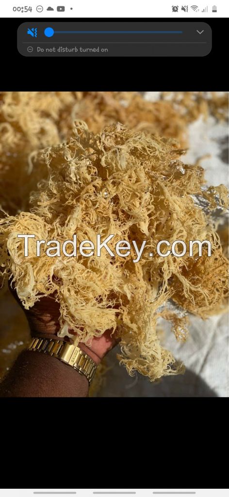 Sea moss