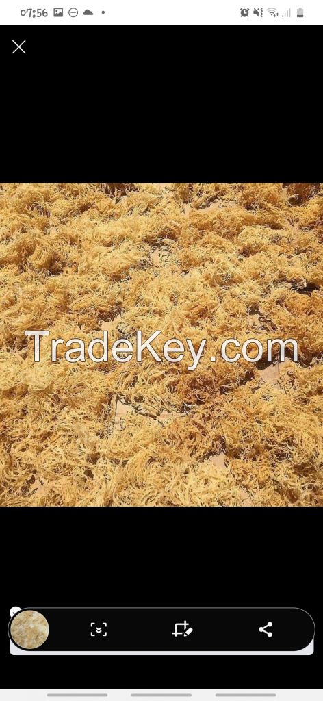 Sea moss