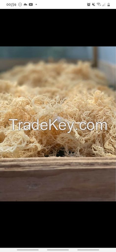 Sea moss