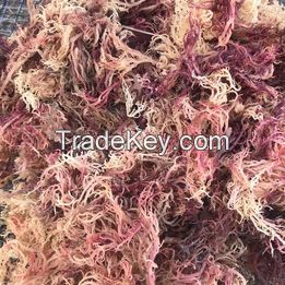 Wild harvested Sea moss