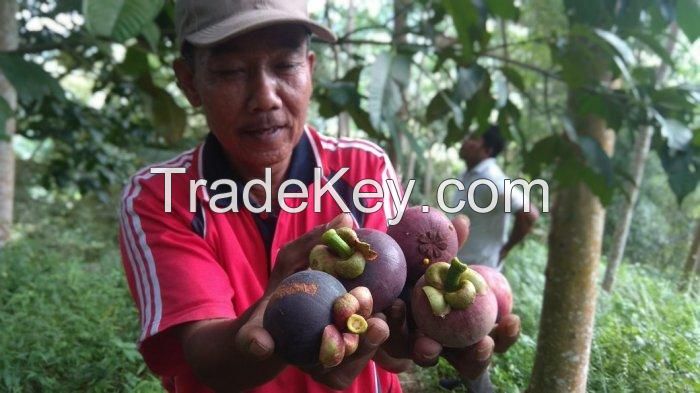 Fresh Mangosteen