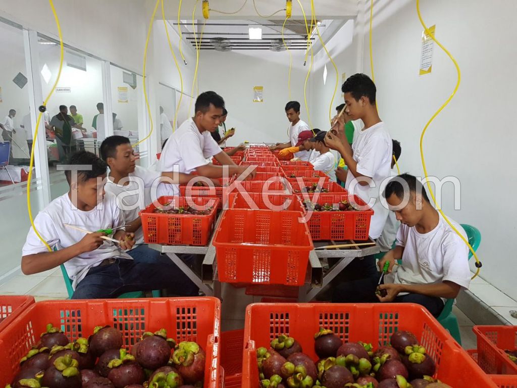 Fresh Mangosteen