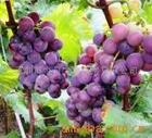 Grape seed extract