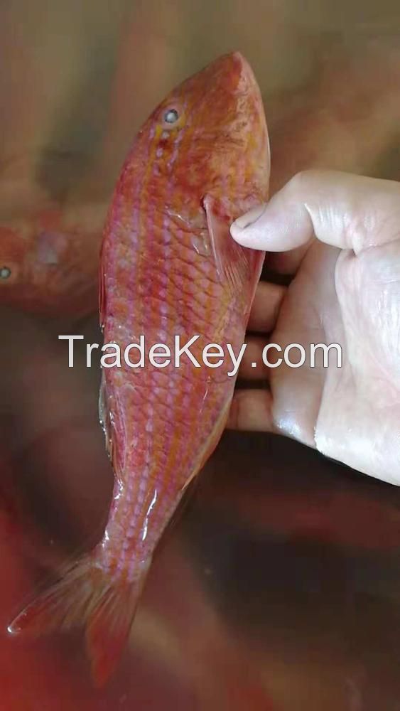 New Product Type Fish Frozen fresh red seabream fish 300-500g for seafood importers 