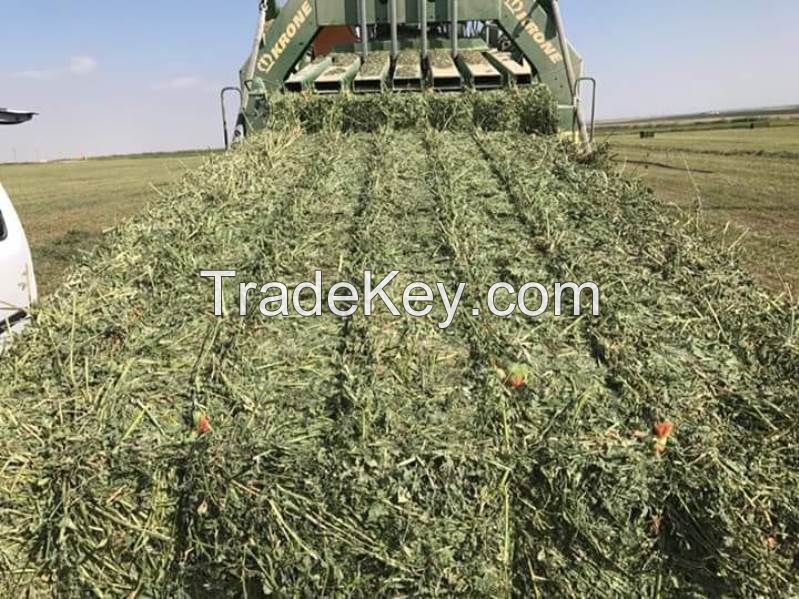 Lucerne Hay, Alfalfa Hay Bale, Clover from Sweden