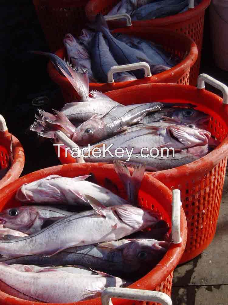 FROZEN HEAD HADDOCK (Melanogrammus aeglefinus)SEA FOOD FISH