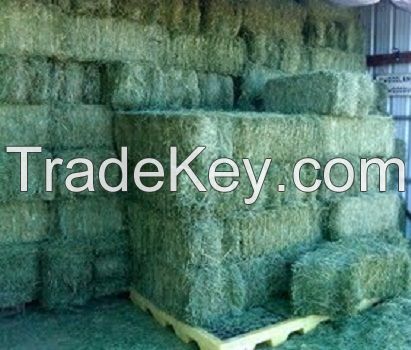 Lucerne Hay, Alfalfa Hay Bale, Clover from Sweden