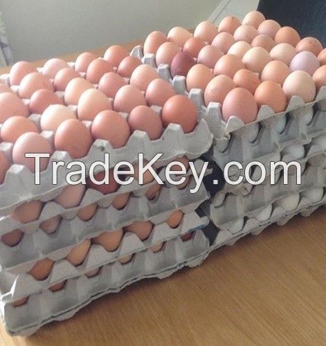 Fertile Broiler / Chicken Hatching Eggs for Sale