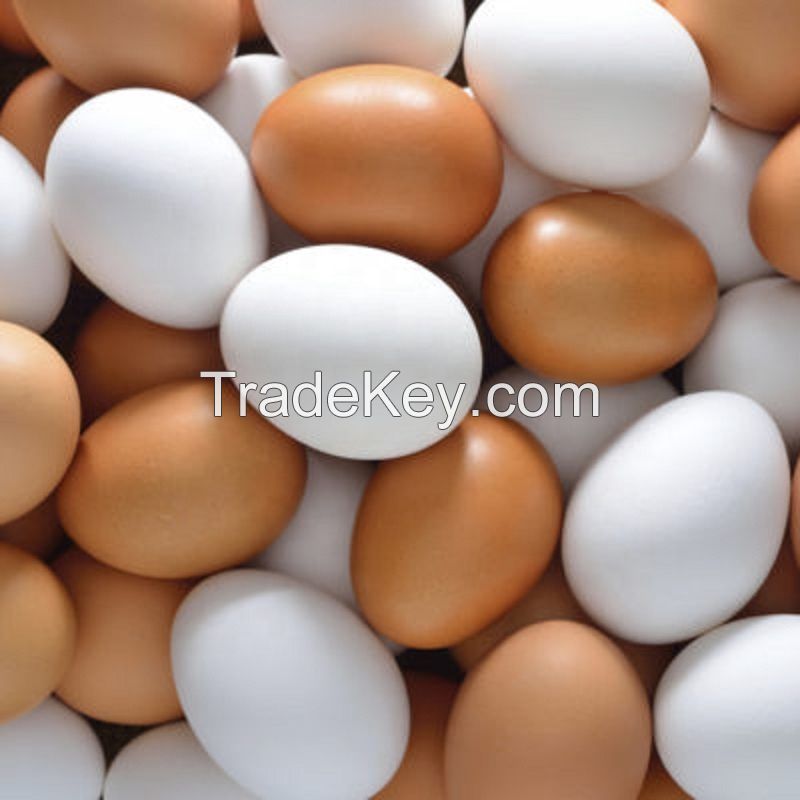 Fertile Broiler / Chicken Hatching Eggs for Sale