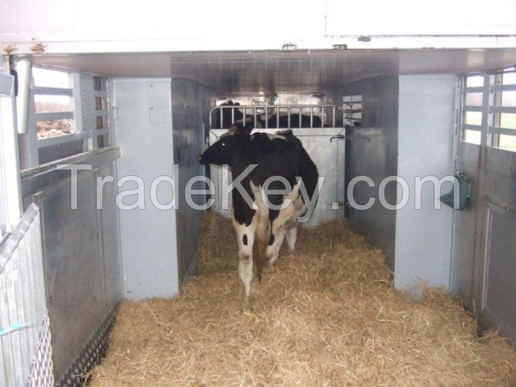 Bulls Simmental Dairy Cattle/Live Pregnant Friesian Holstein Heifers Cow