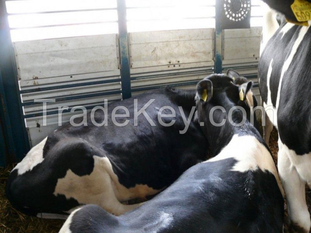 Bulls Simmental Dairy Cattle/Live Pregnant Friesian Holstein Heifers Cow