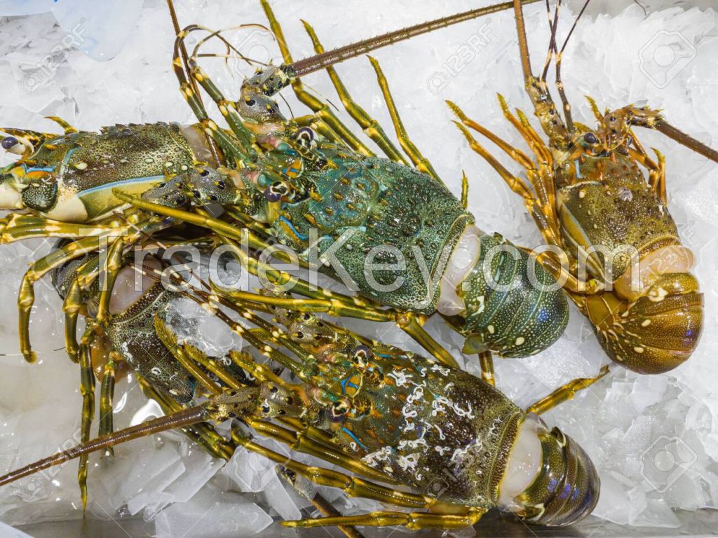 Fresh nad Frozen lobsters