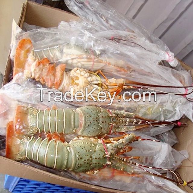 Fresh nad Frozen lobsters