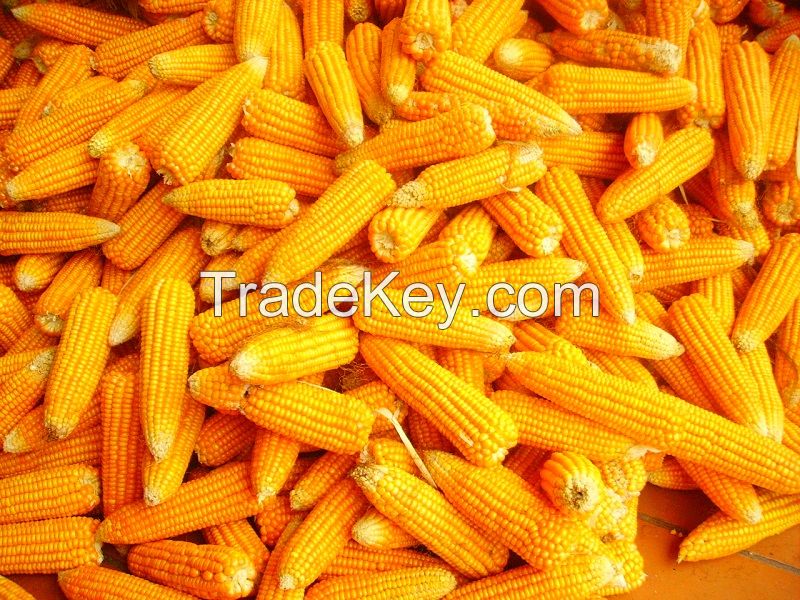 Best Quality Natural Yellow Corn /Maize For Animal