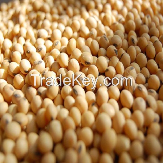 Soybeans - Soybeans High Quality Non GMO Yellow Dry Soybean 