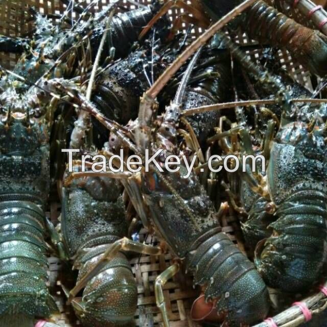 Fresh Frozen Red Lobster/Shrimps/Prawns/ black tiger shrimps/ White Shrimp