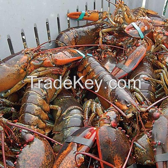 Fresh Frozen Red Lobster/Shrimps/Prawns/ black tiger shrimps/ White Shrimp