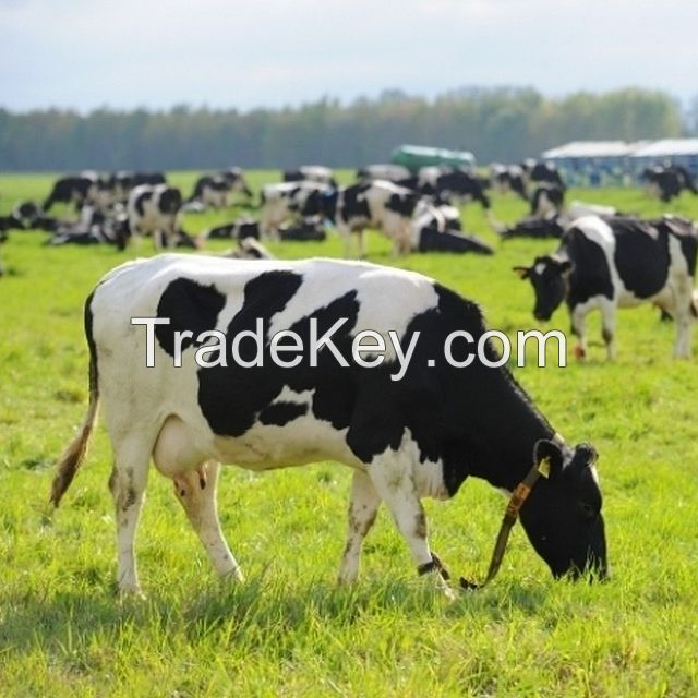 Live Dairy Cows and Pregnant Holstein Heifers Cow for sale