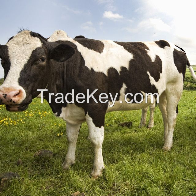 Live Dairy Cows and Pregnant Holstein Heifers Cow for sale
