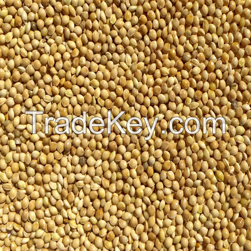 WHEAT  | MILLET