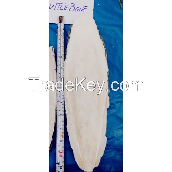 Cuttlefish Bone New Stock 2021