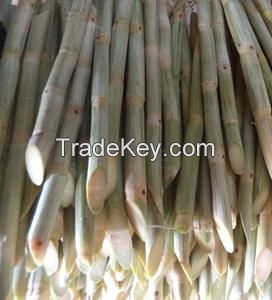 Frozen Sugarcane/WHATSAPP:+84397392071