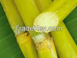 Frozen Sugarcane/WHATSAPP:+84397392071