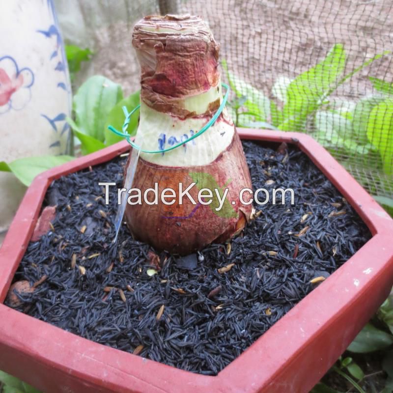 Rice Husk Charcoal/May Truong/whatsapp:+84397392071
