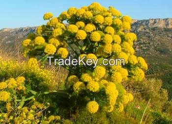 Asafoetida (Hing)