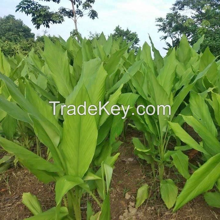 Turmeric From Indonesia