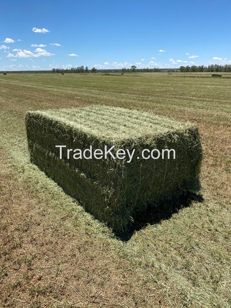 Alfalfa Lucerne Hay for sale