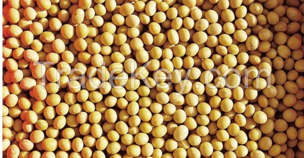 Soybean