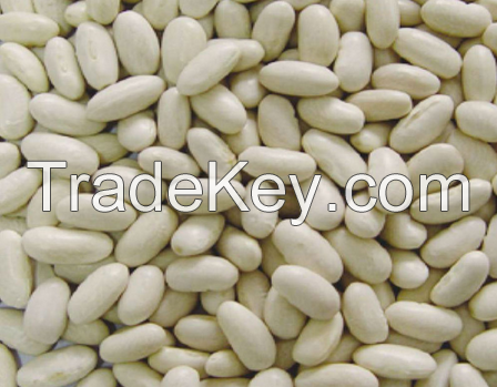 Haricot beans