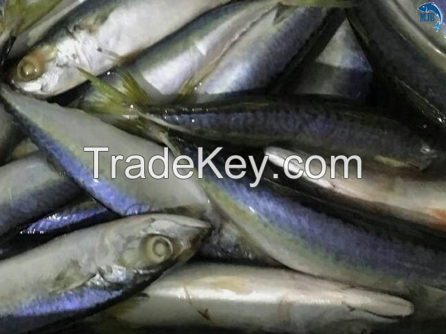  FROZEN MACKEREL FISH FOR SALE