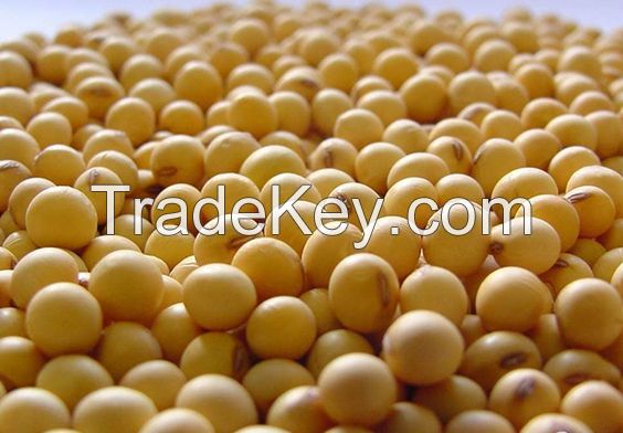 premium quality soya beans