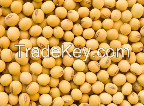 Dried Soybeans Seeds