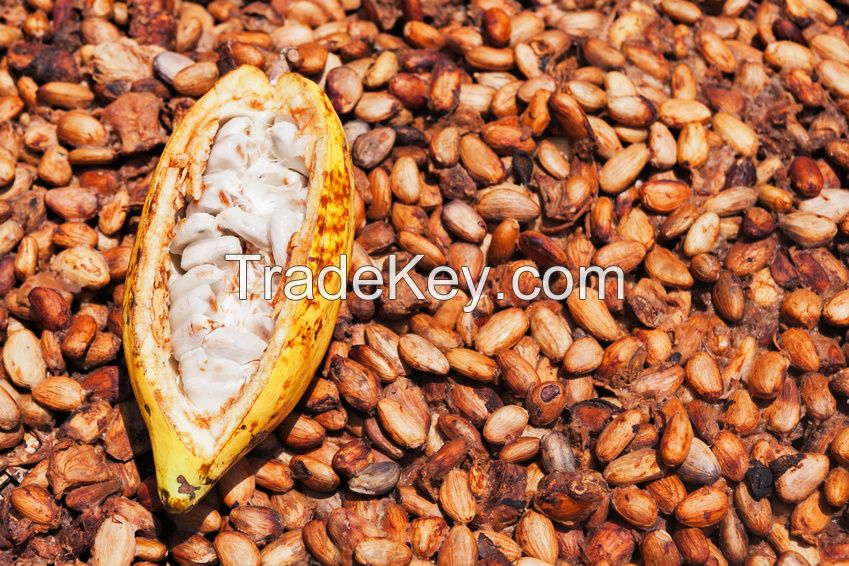 Cocoa, Cocoa beans